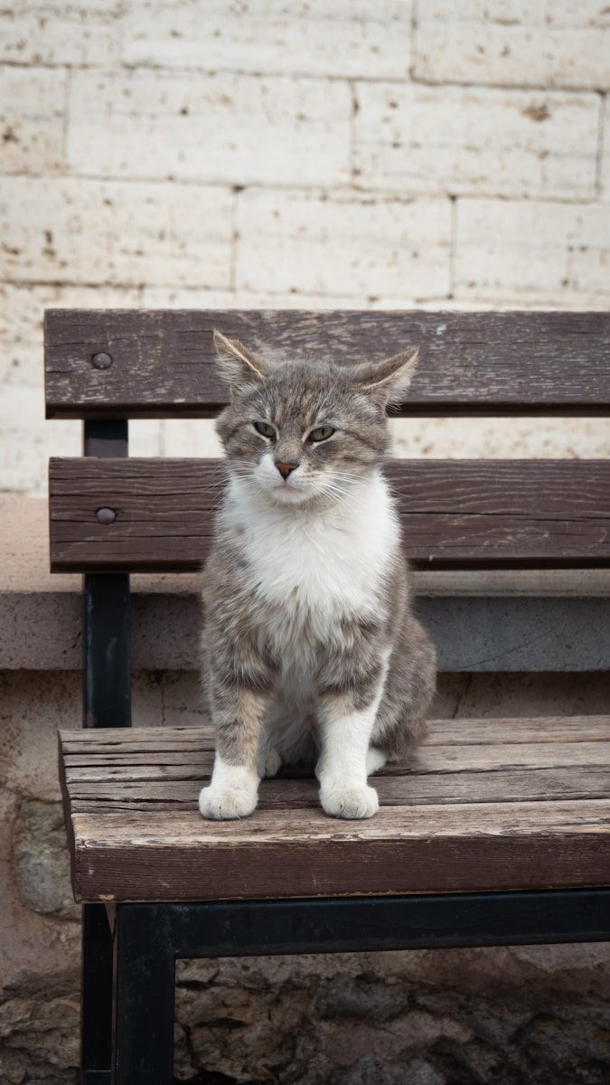 A tabby cat sits on a wooden bench.