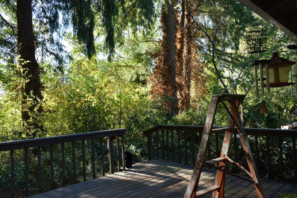 Wooden deck surrounded by lush green trees and foliage.