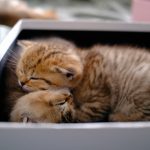 A tiny golden kitten sleeping in a white box