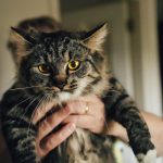 a person holding a cat