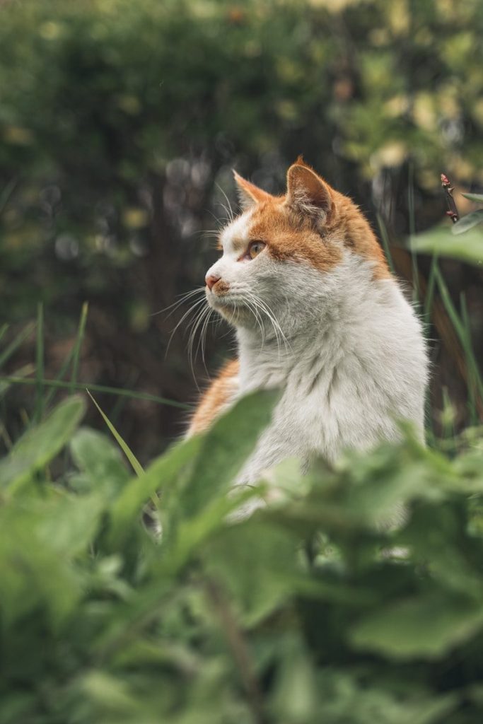 An orange and white cat sits in green grass.