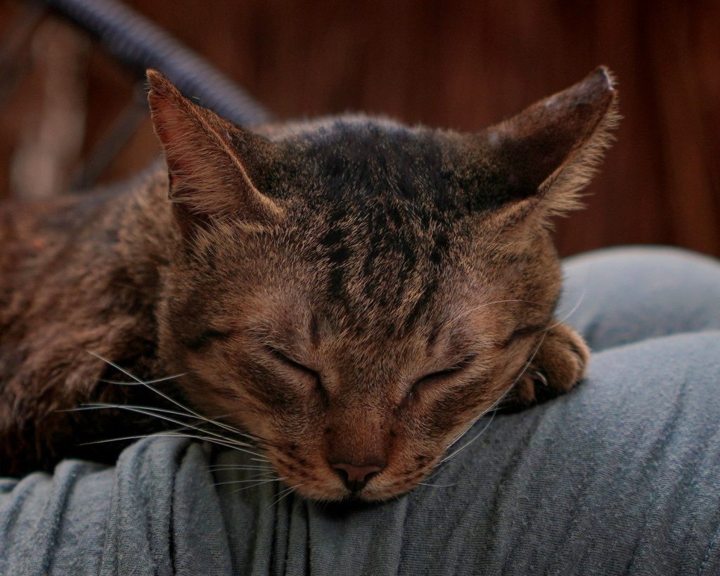 A close up of a cat sleeping on a person's lap