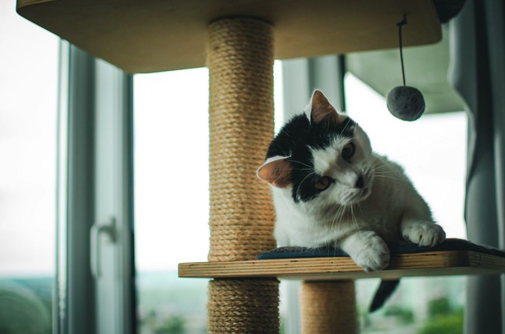 a black and white cat sitting on top of a cat tree