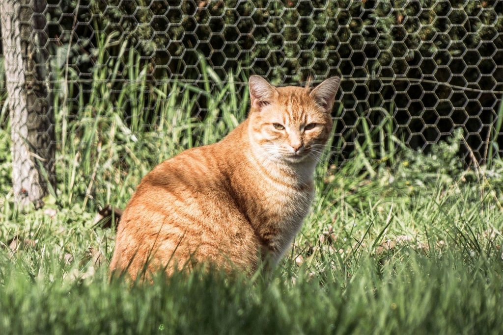 A cat sitting in the grass near a fence