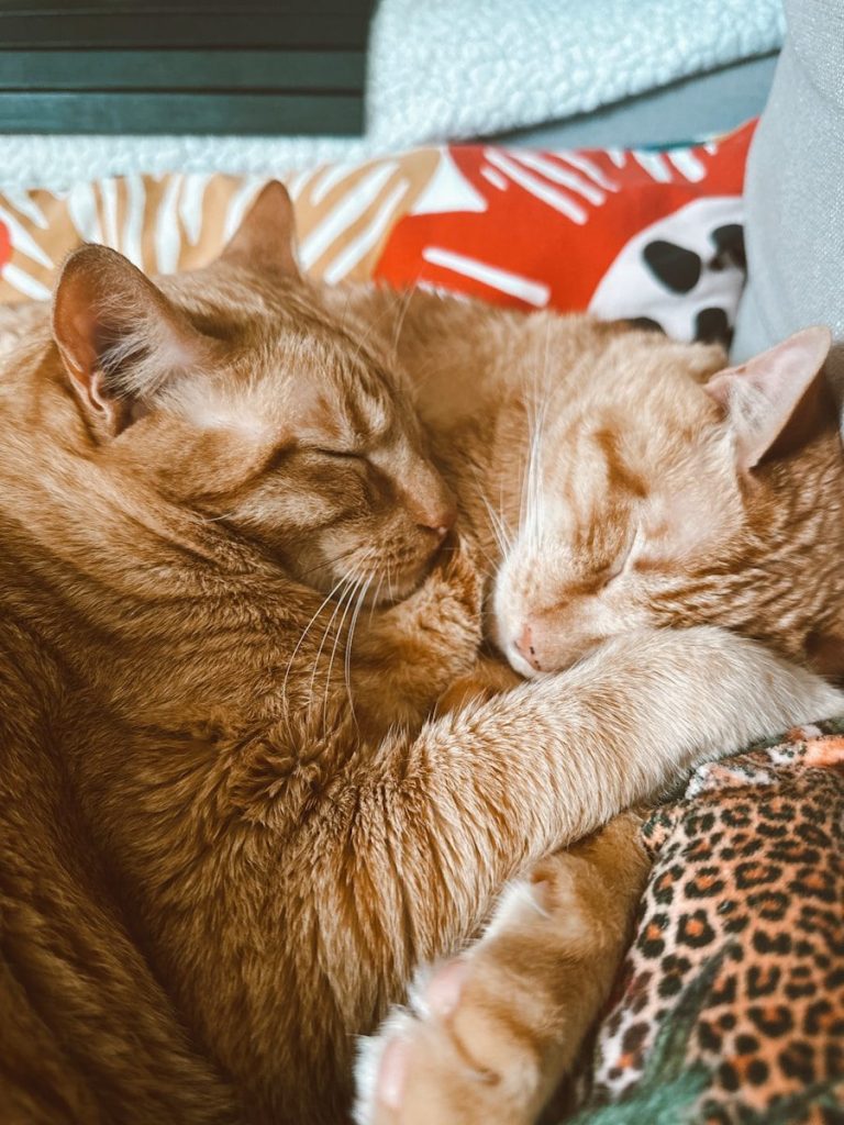 a couple of cats laying next to each other on a bed