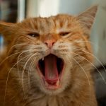 An orange cat with its mouth open and it's mouth wide open