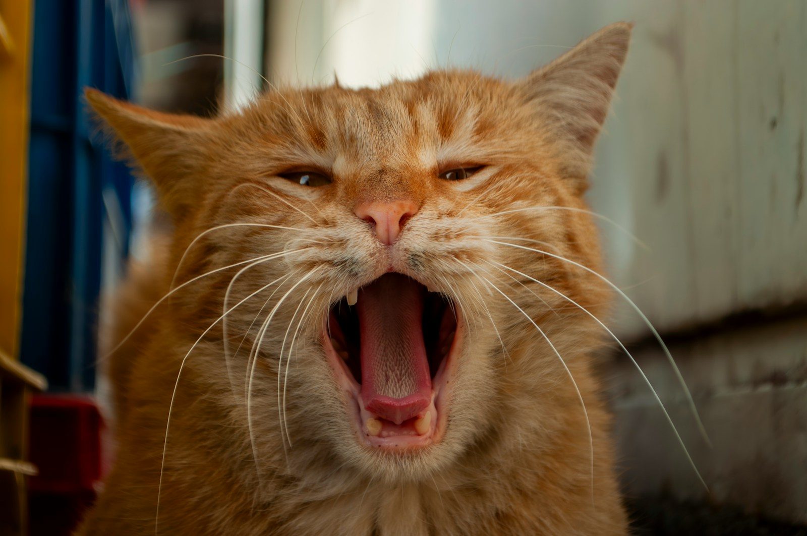 An orange cat with its mouth open and it's mouth wide open