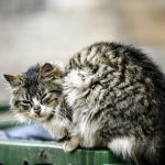 a cat sitting on a bench