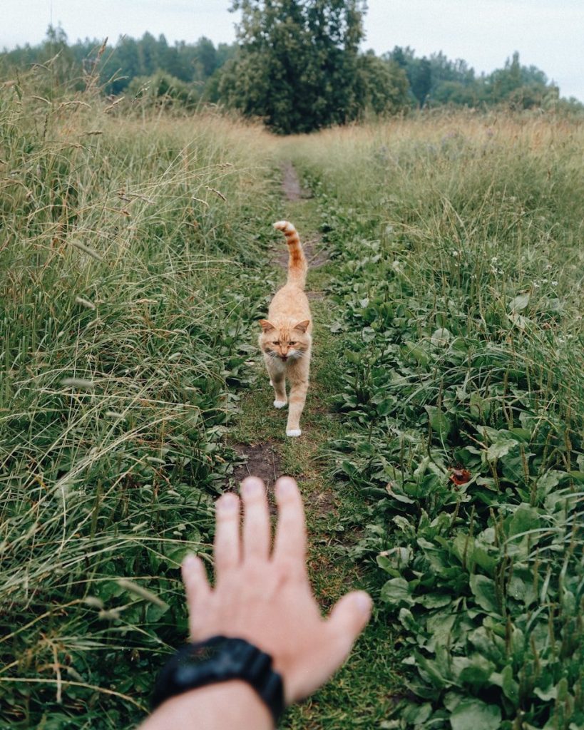 person holding brown and white dog on green grass field during daytime