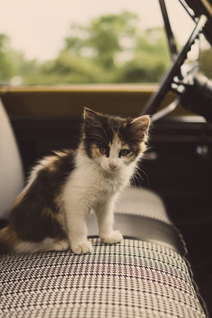 white and brown kitten
