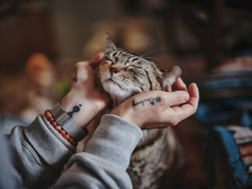 Hands gently petting a contented tabby cat