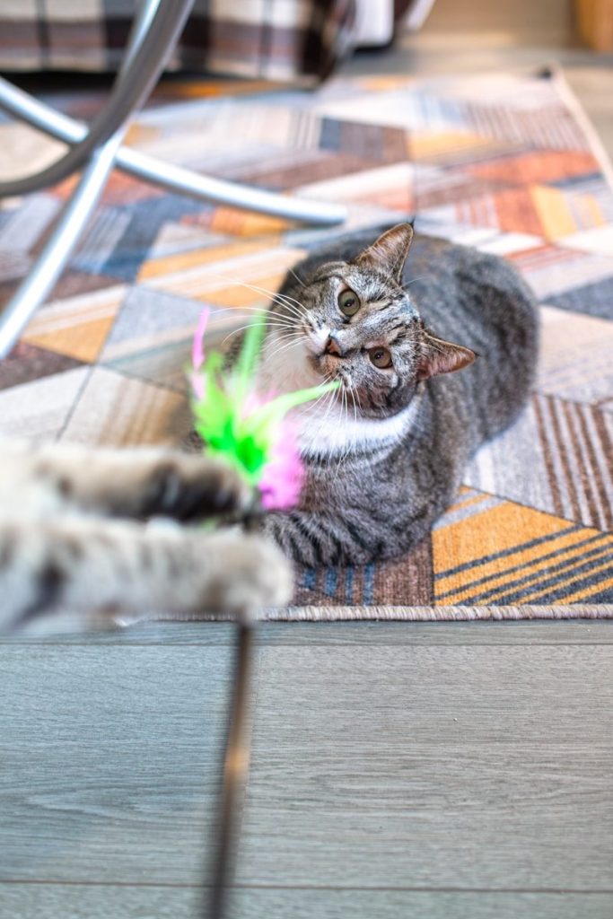The cat is playing with a toy.