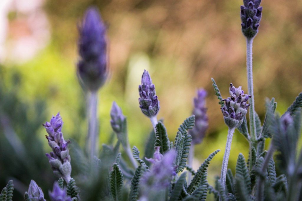 Purple lavender flowers in a garden with soft focus.