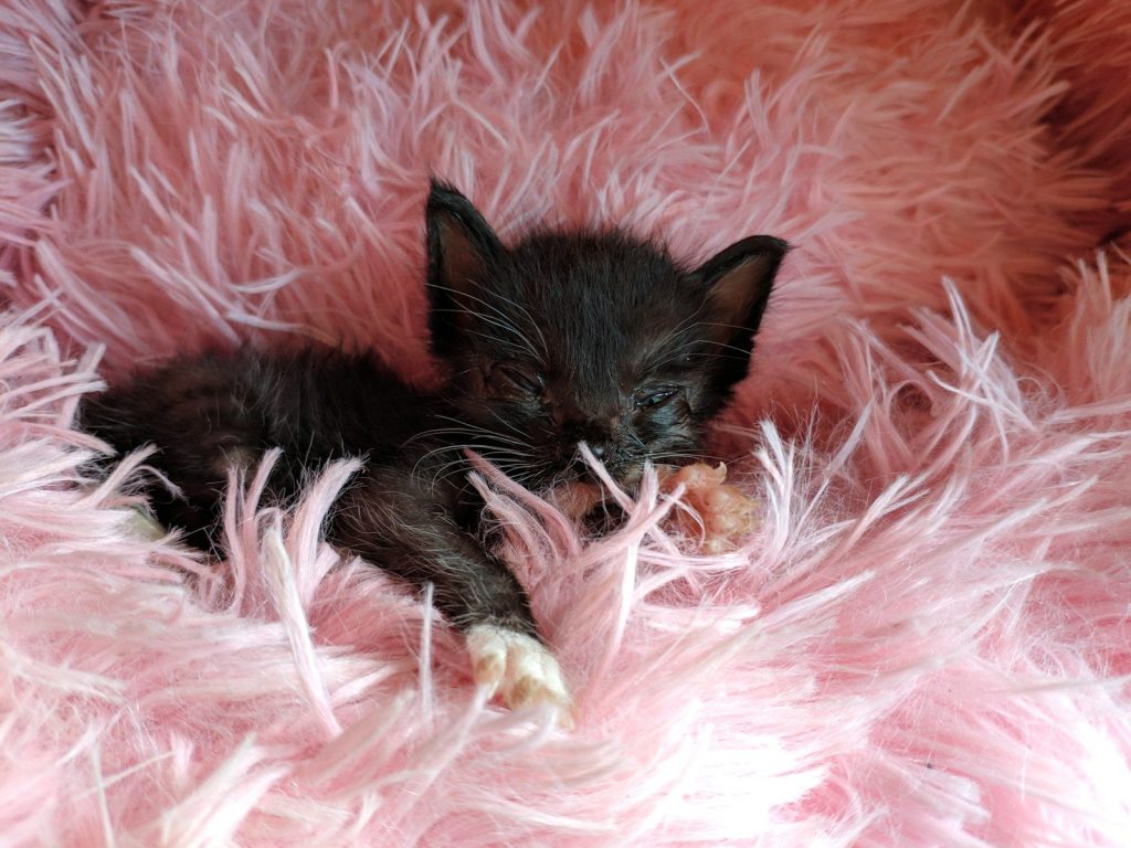 a small kitten is sleeping on a pink blanket