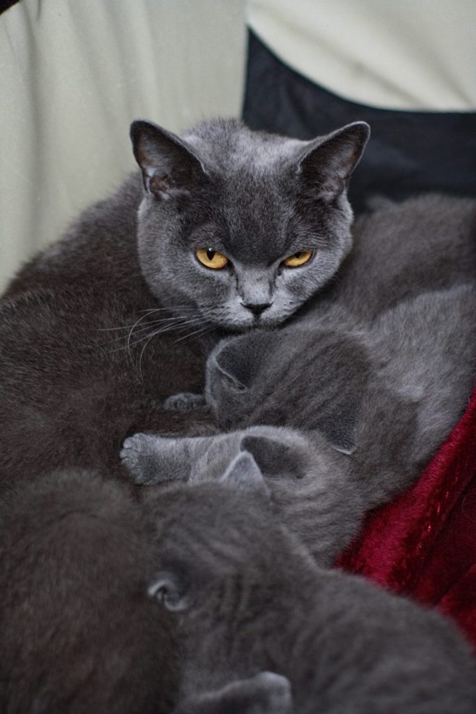 a grey cat laying on top of another cat