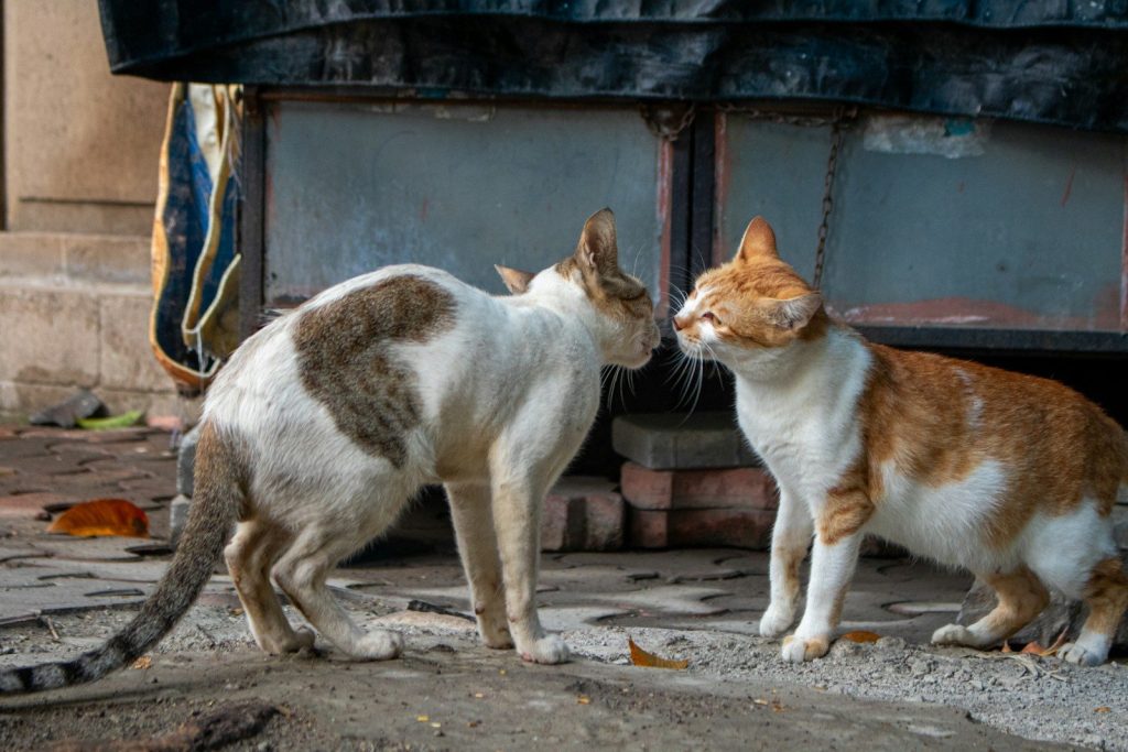 Two cats face each other in a tense standoff.