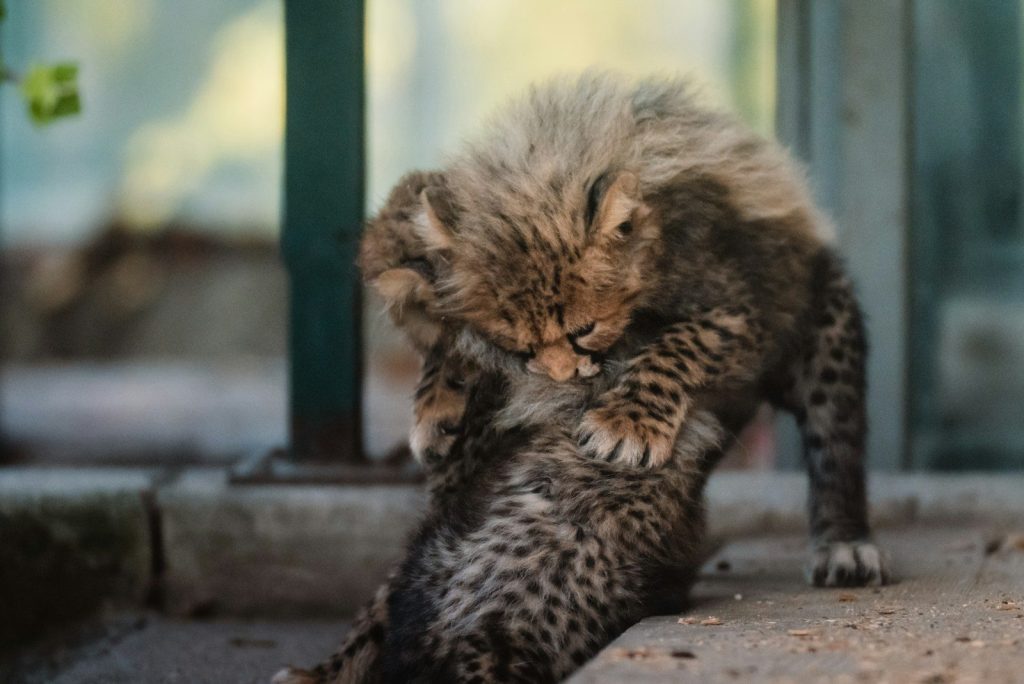 Two lion cubs playing together outdoors