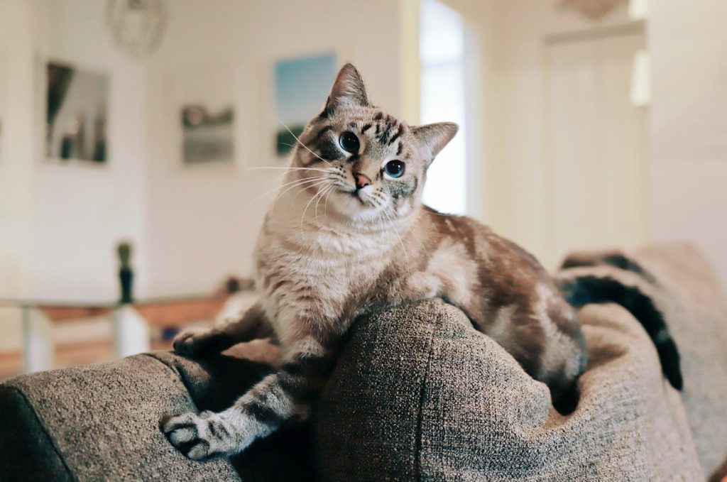 white and brown cat on gray textile