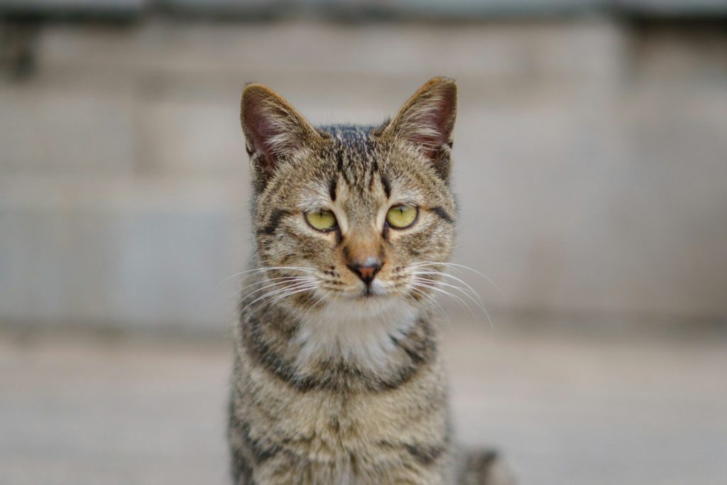 a close up of a cat on a cement surface