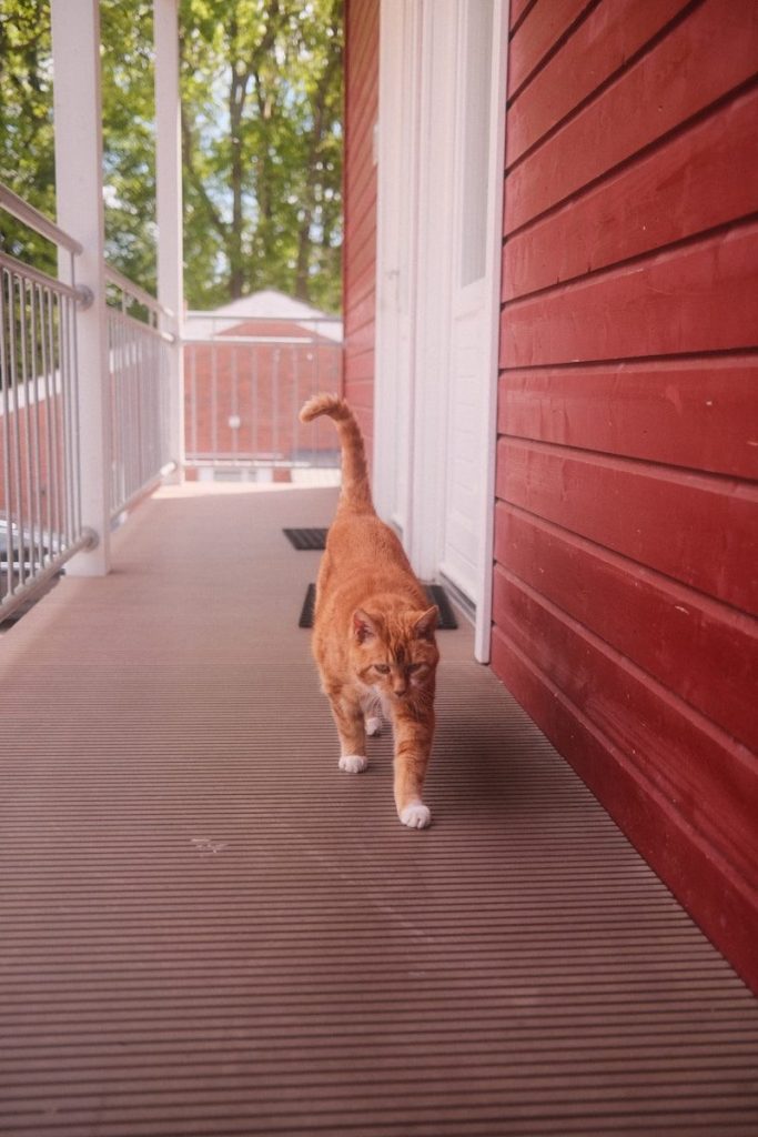 An orange cat walks on a porch.