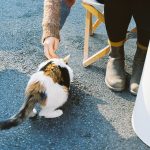 a person is petting a cat on the street