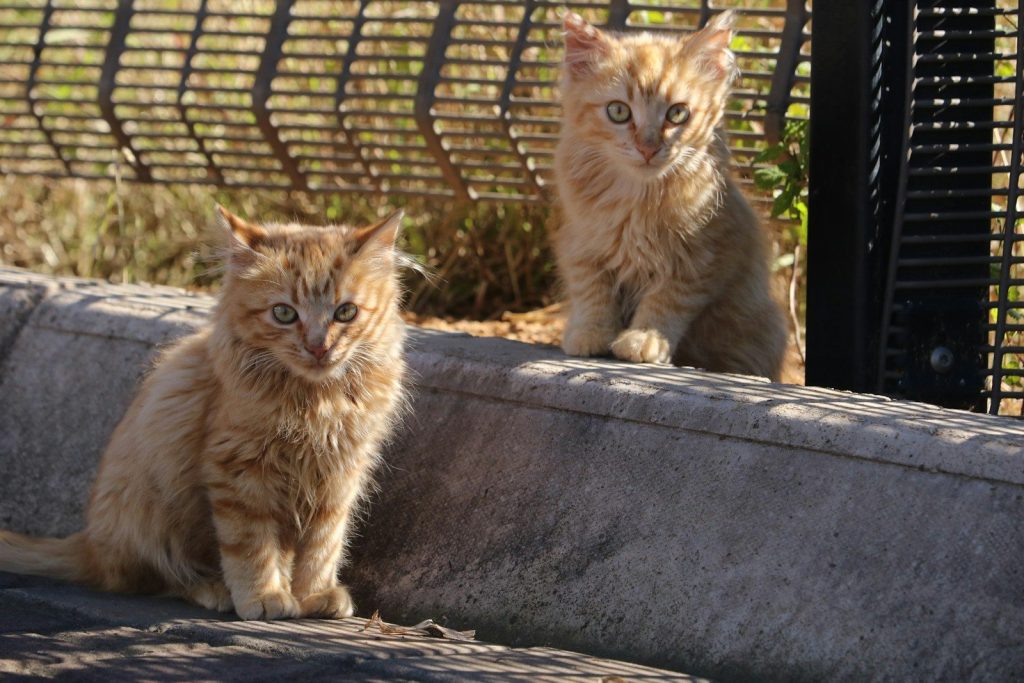 Two ginger kittens sitting outdoors by a fence.