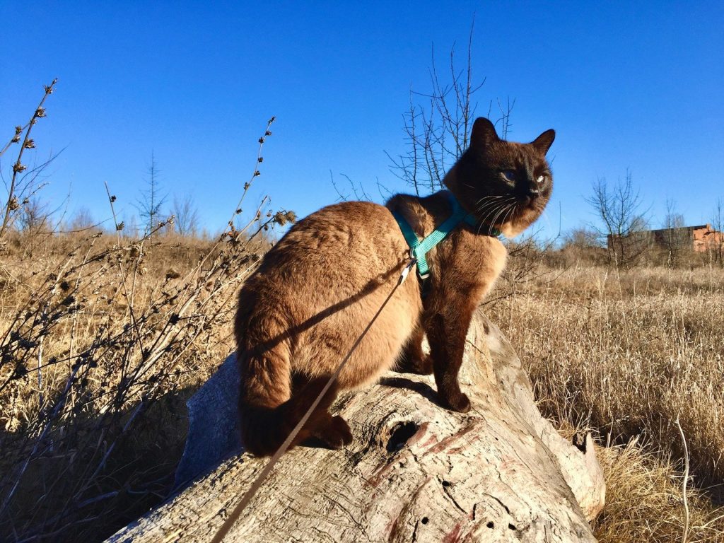 a cat standing on a rock