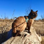 a cat standing on a rock