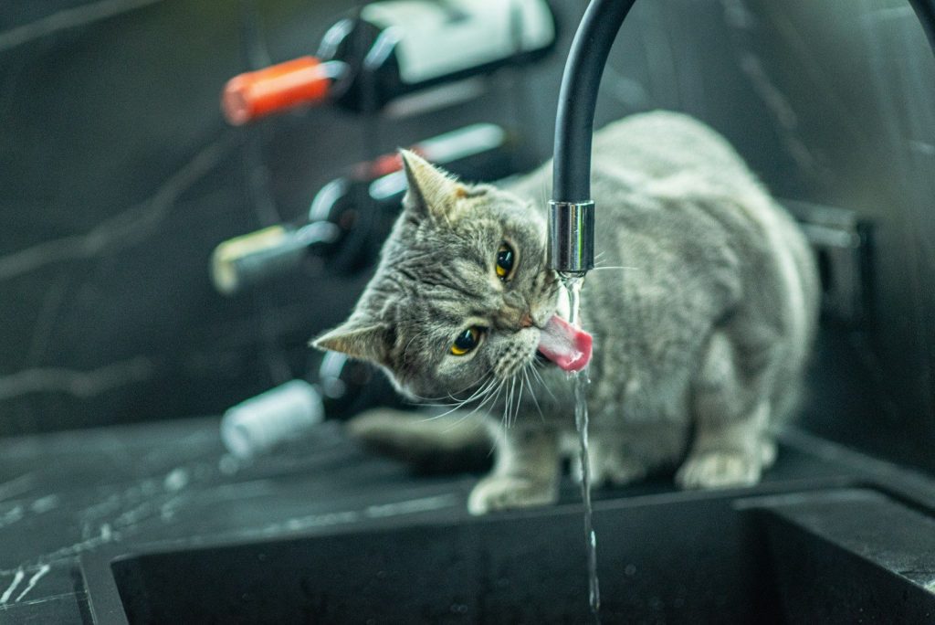 a cat drinking water out of a faucet