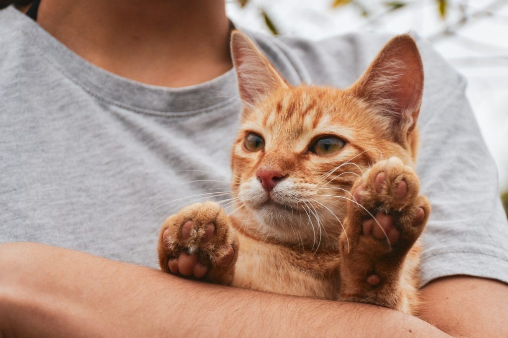 a person holding a cat