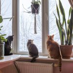 Three cats sit on a windowsill looking outside.
