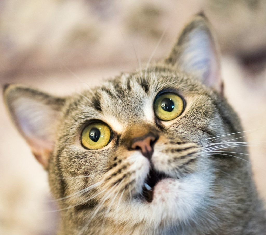 a close up of a cat with a surprised look on its face