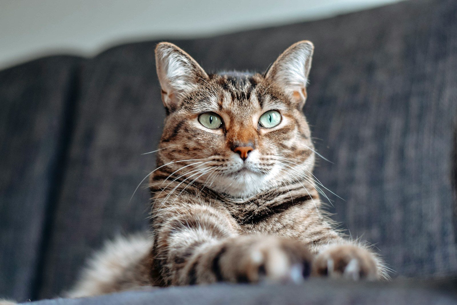 brown tabby cat lying on white textile