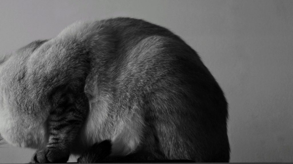 grey and white short fur cat