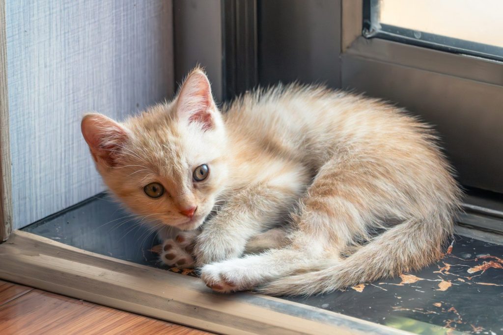 A small ginger kitten curled up indoors