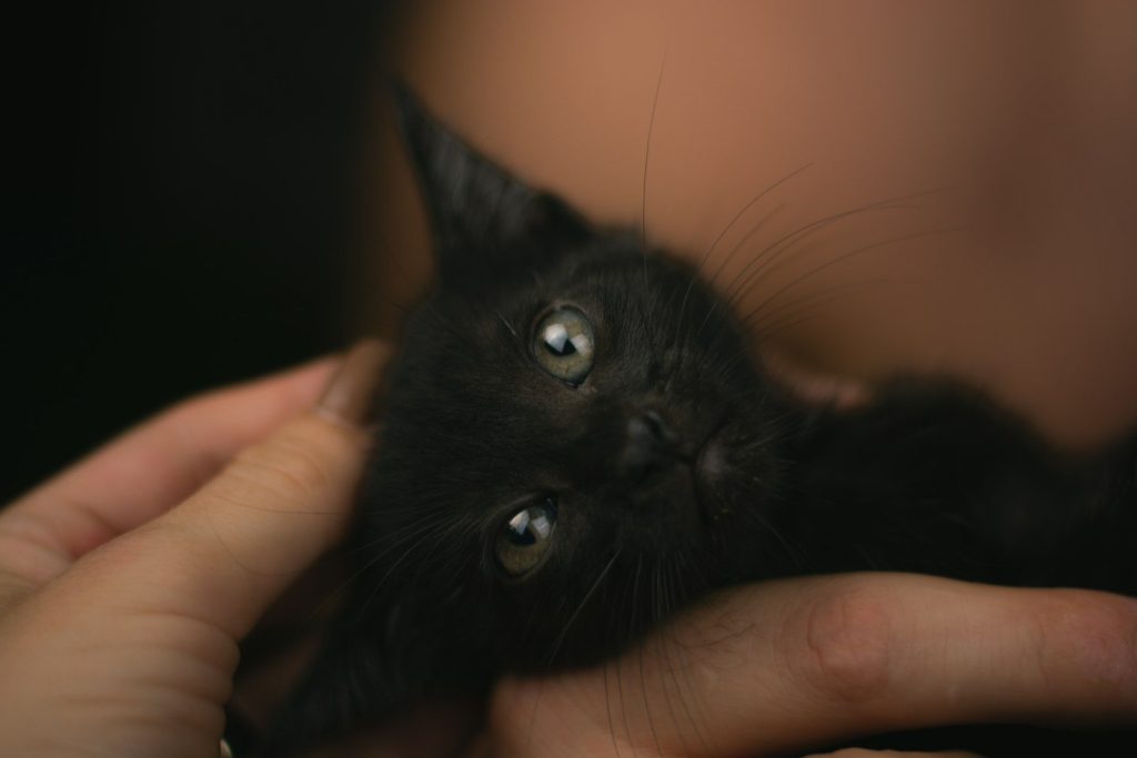 A person holding a black kitten in their hands