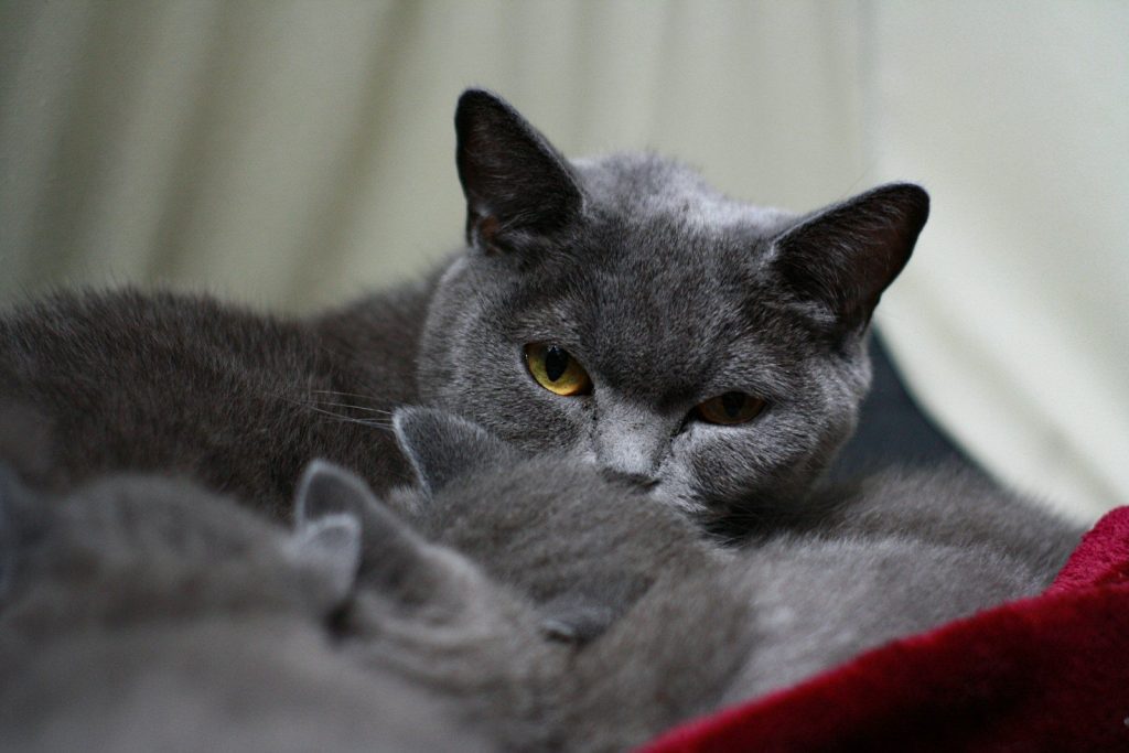 a couple of cats laying next to each other