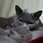 a couple of cats laying next to each other