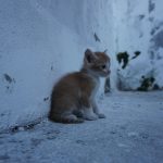 a small kitten sitting on the side of a building