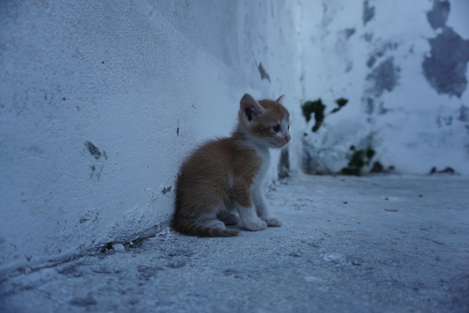 a small kitten sitting on the side of a building