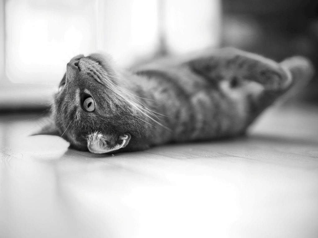 A tabby cat playfully rolls on its back.