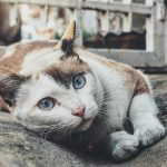 selected-focus photo of tricolor cat leaning on gray concrete paving