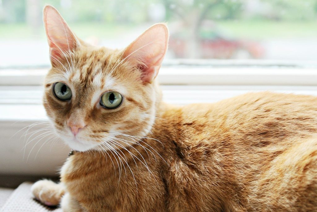 a close up of a cat near a window