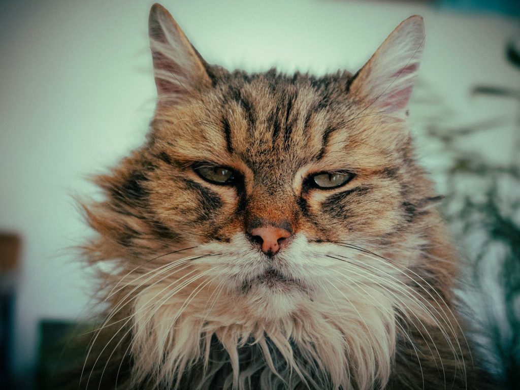 A fluffy cat gives a stern look.