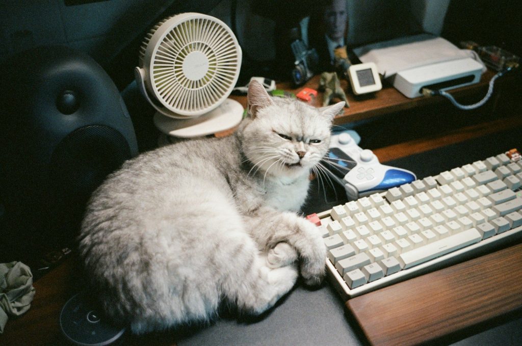 A fluffy cat rests by a computer keyboard.