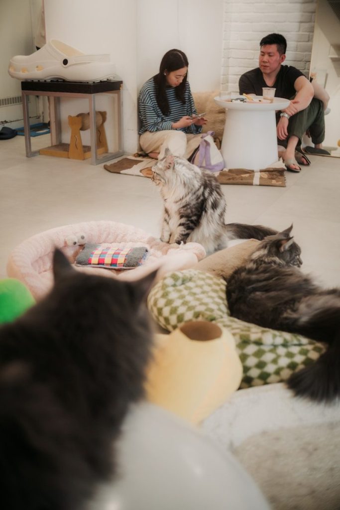 Cats resting on cushions with people in background