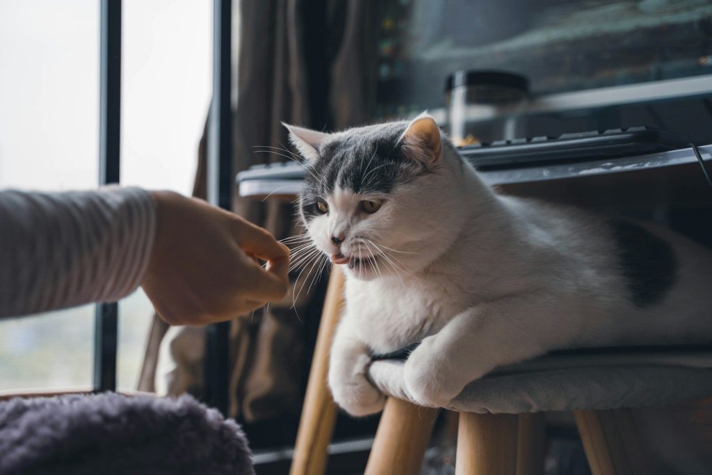 a person holding a cat