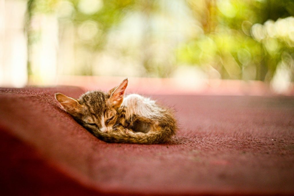 A small kitten sleeping curled up outdoors.