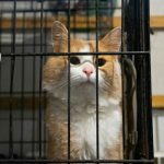 an orange and white cat sitting in a cage