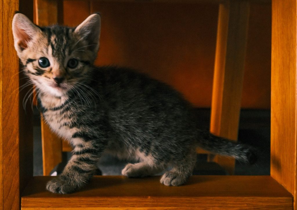 A small tabby kitten sits on a wooden chair.